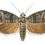 Owocówka jabłkóweczka