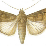 Rolnica gwoździarka