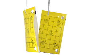 Żółta karta składana do tyłu