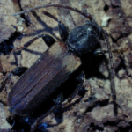 Borówka matowa