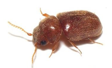 Cygarowiec - chrząszcz papierosowy