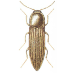 Drutowce sprężyki
