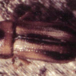 Drwalnik paskowany