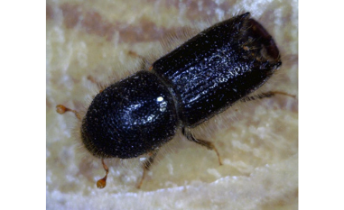 Kornik modrzewiowiec