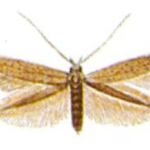Krobik modrzewiowiec