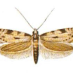 Mól włosienniczek