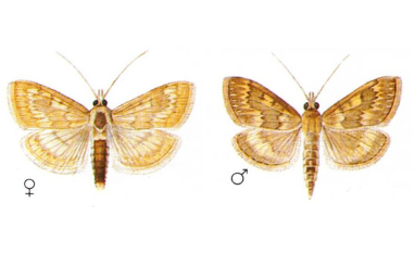 Omacnica prosowianka_OSNUIA