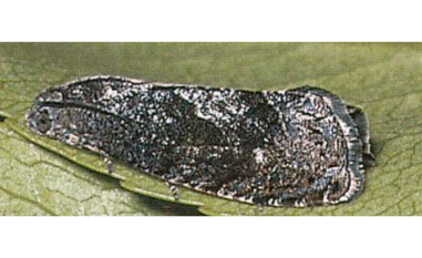 Owocówka południóweczka