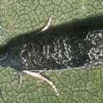 Owocówka śliwóweczka