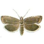 Pachówka strąkóweczka