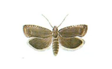 Pachówka strąkóweczka