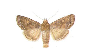 Piętnówka brukiewka