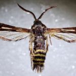 Przeziernik malinowiec