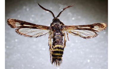 Przeziernik malinowiec