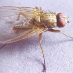 Śmietka kapuścianka