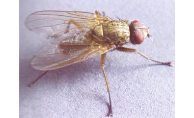 Śmietka kapuścianka