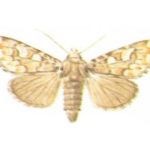 Strzygonia choinkówka