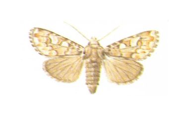Strzygonia choinkówka