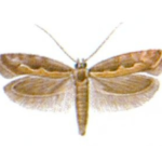 Tantniś krzyżowiaczek