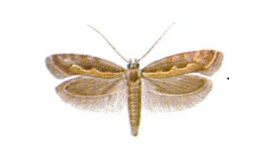 Tantniś krzyżowiaczek