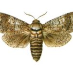 Trociniarka czerwica