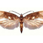Wgryzka szczypiorka
