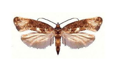 Wgryzka szczypiorka