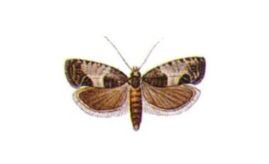 Wydłubka oczateczka