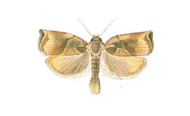 Zwójka rdzaweczka